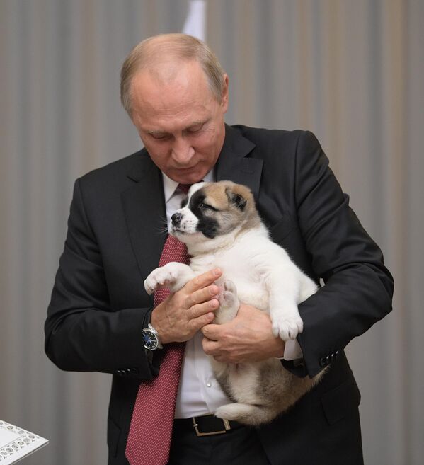 Lider Turkmenistana čestitao je rođendan svom ruskom kolegi Vladimiru Putinu i poklonio mu štene srednjeazijskog ovčara.11. oktobar 2017. - Sputnik Srbija