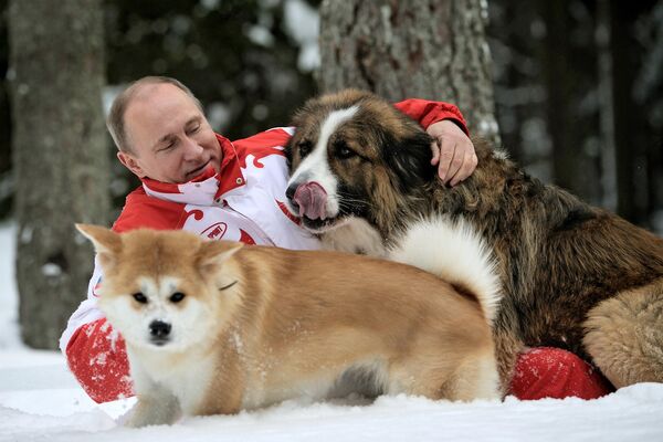 Predsednik Rusije Vladimir Putin sa ljubimcima Bafijem i Jumeom u šetnji Moskovskom regijom.24. mart 2013. - Sputnik Srbija