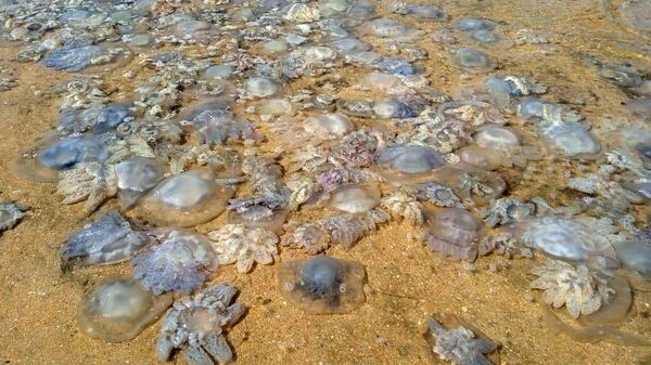 Медузе на плажи Азовског мора - Sputnik Србија