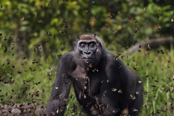 Ženka gorile „Malui“ prolazi kroz oblak leptira u specijalnom rezervatu Džanga Sanga u Centralnoafričkoj Republici. - Sputnik Srbija