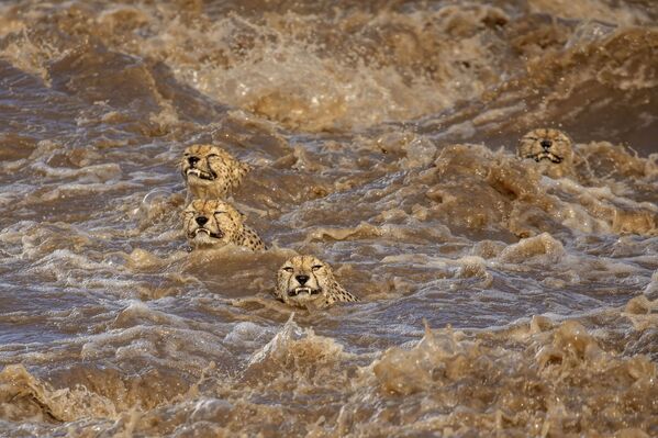 Јаке кише у Кенији током јануара 2020. године изазвале су изливање једне од већих река са најтежим поплавама до тада. Једина на свету заједница од 5 мушких гепарда покушавала је да пређе ову реку упркос ужасно снажним струјама. Чинило се да је то задатак осуђен на неуспех. Након неколико сати пажљивог истраживања обале, одједном су скочили у воду, покушавајући да препливају реку и тада је нсатала ова фотографија. Коначно су успели да препливају око 100 метара низводно од места одакле су скочили. - Sputnik Србија