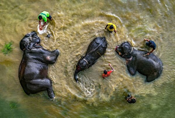 Vreme je za kupanje: Slonovi uživaju u vodi. - Sputnik Srbija