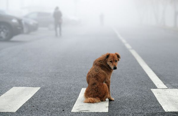 Пас на улици током магле у Москви. - Sputnik Србија