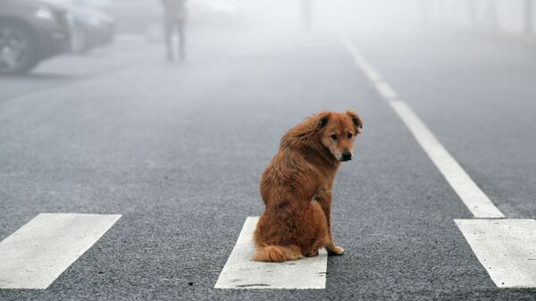 Pas na ulici tokom magle u Moskvi. - Sputnik Srbija