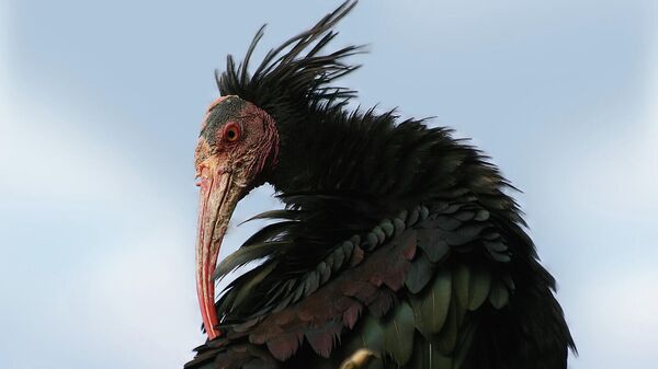 Ptica ćelavi ibis - Sputnik Srbija