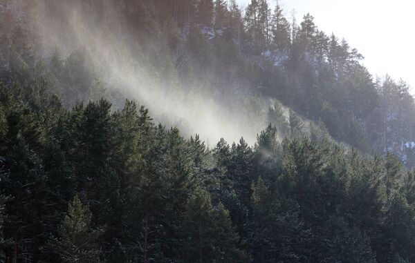 Јак ветар носи снег са дрвећа у тајги Шушенског округа. - Sputnik Србија