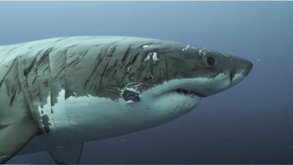 Испребијана ајкула у водама Јужне Аустралије - Sputnik Србија