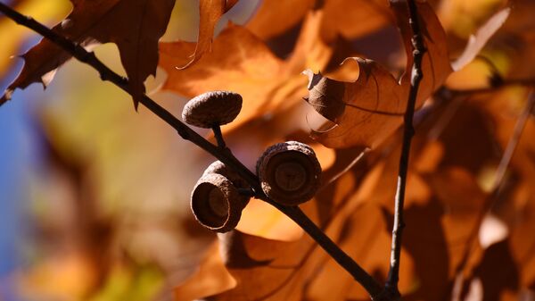 Danas počinje jesen