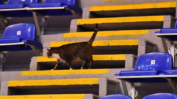  Мачка Љубицана трибинама Хале Александар Николић  - Sputnik Србија