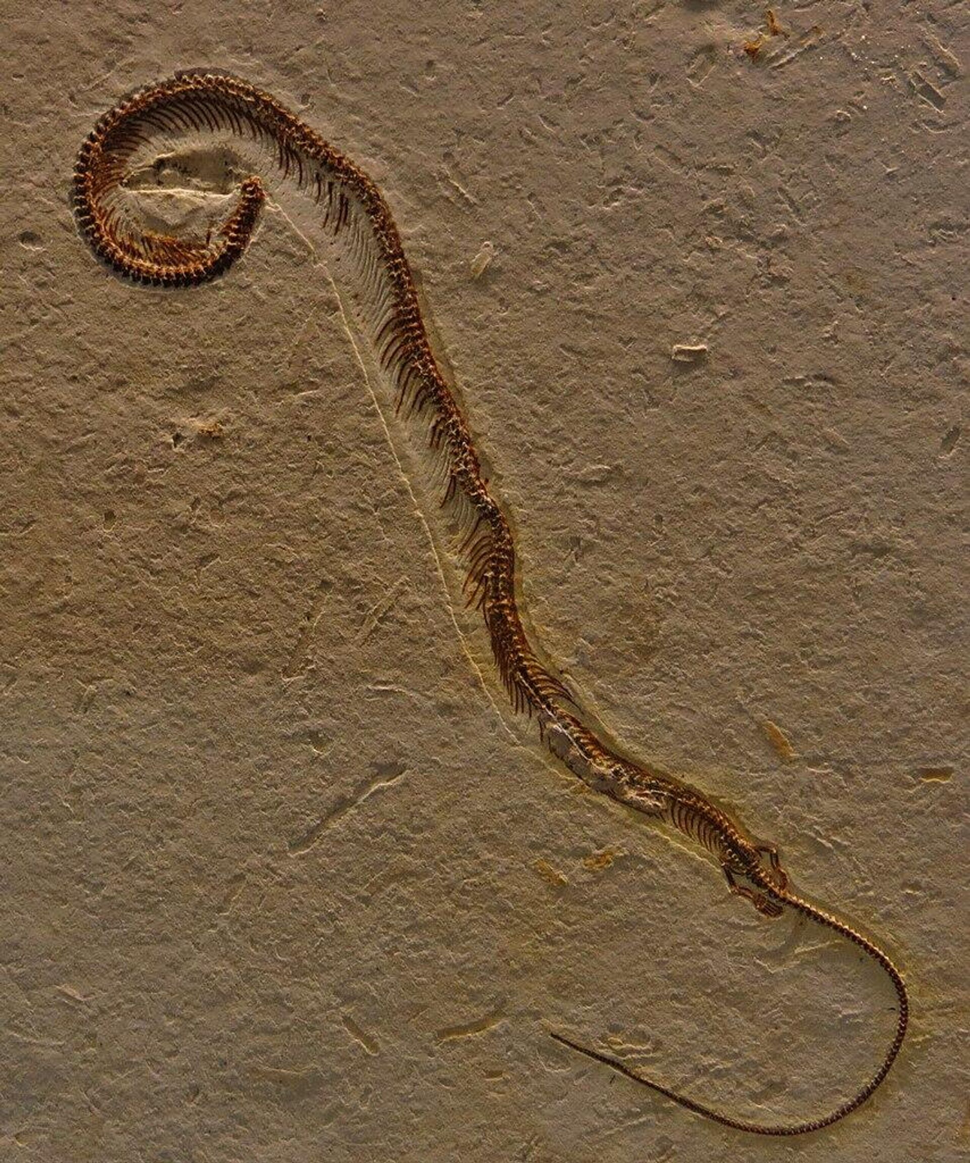 Fosil praistorijske zmije sa četiri noge - Sputnik Srbija, 1920, 29.11.2021