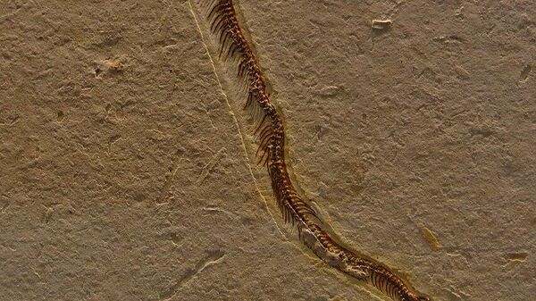 Fosil praistorijske zmije sa četiri noge - Sputnik Srbija