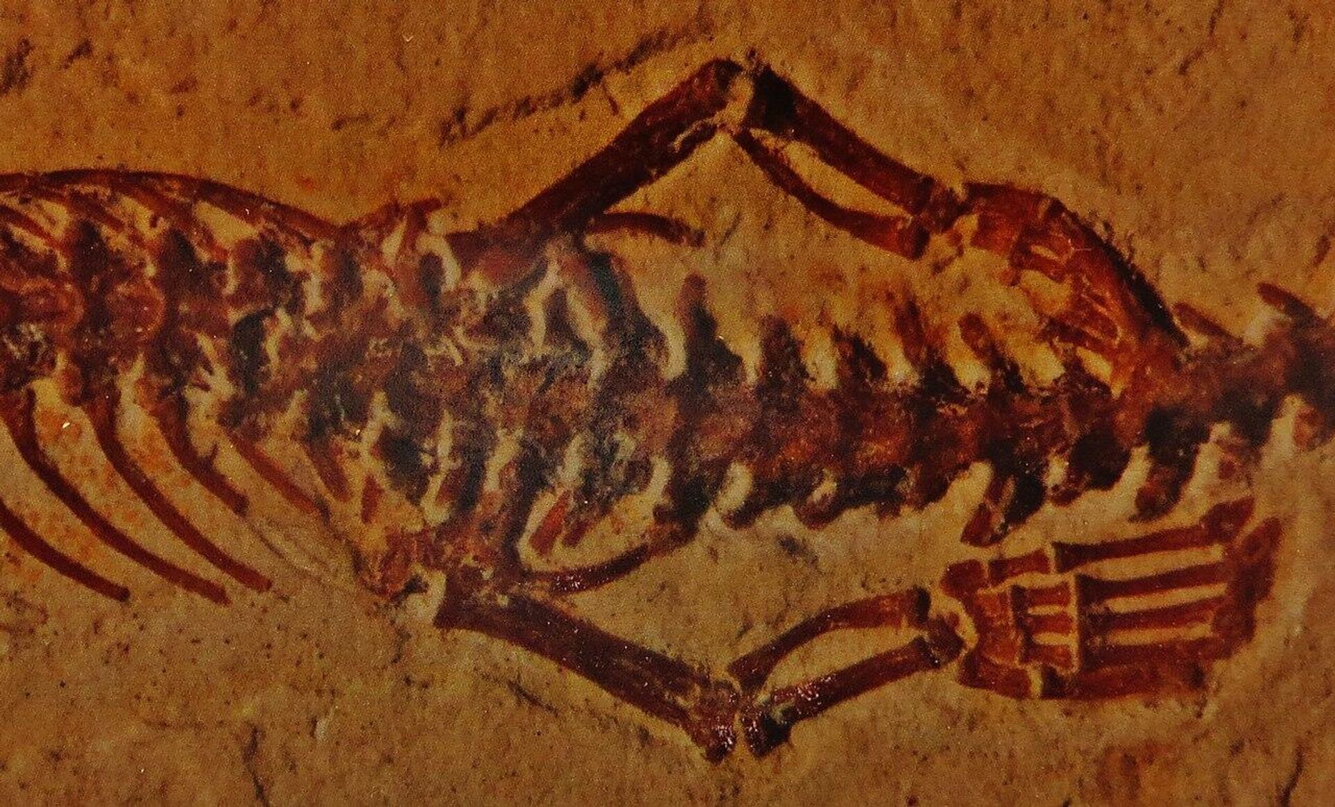 Detaljan prikaz fosila zmije sa četiri noge - Sputnik Srbija, 1920, 29.11.2021