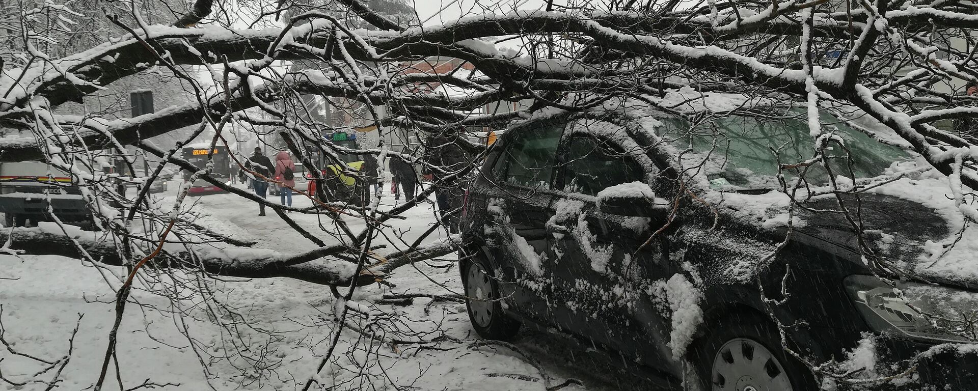 Дрво у Београду пало под тежином снега - Sputnik Србија, 1920, 13.12.2021
