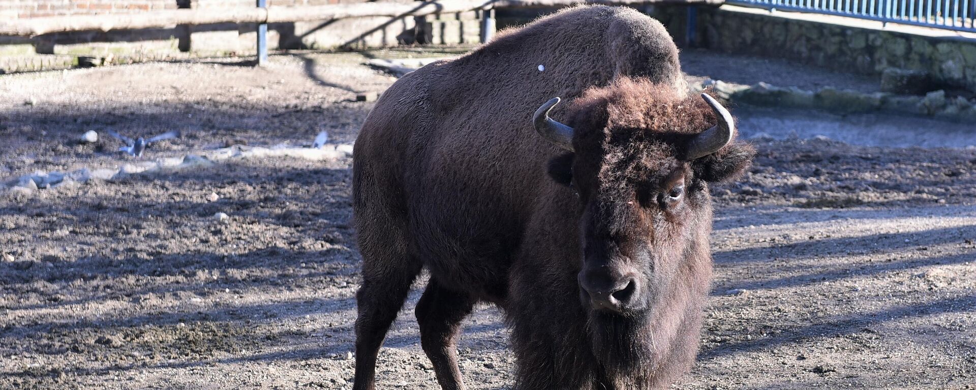 Bizon - Sputnik Srbija, 1920, 09.09.2025