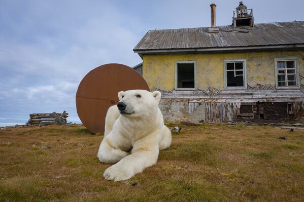 Поларни медвед на напуштеној метеоролошкој станици на острву Коључин на Чукотском мору - Sputnik Србија