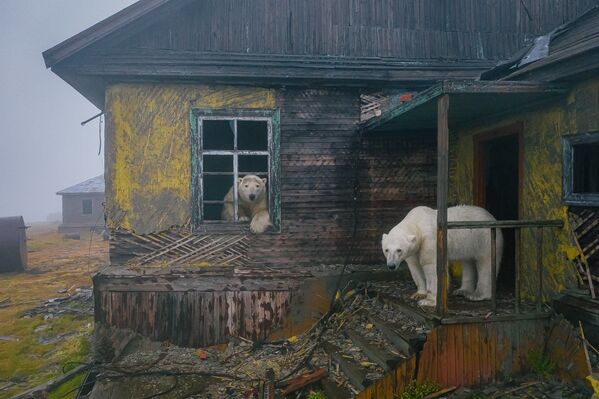 Бели медведи уживају на дачи - Sputnik Србија