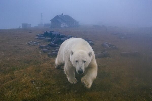 Краљ Сибира – бели медвед - Sputnik Србија