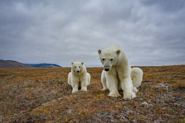 Polarni medvedi bezbrižno lutaju ostrvom - Sputnik Srbija