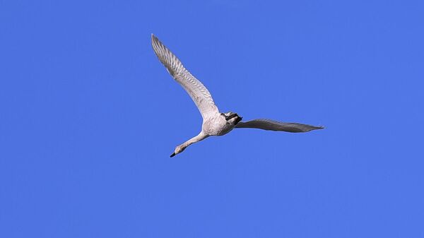 Divlja guska - Sputnik Srbija