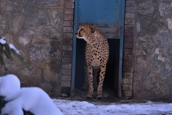 Kada poželi da se ugreje, gepard na trenutak uđe u zimovnik - Sputnik Srbija