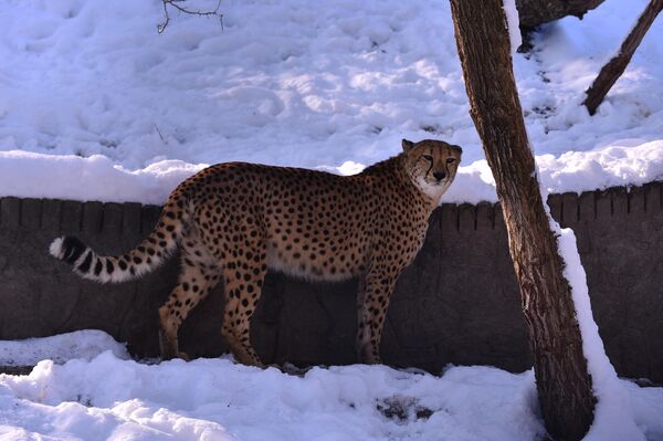 Gepardu iz Beo zoo vrta sneg i hladnoća  ne smetaju  - Sputnik Srbija