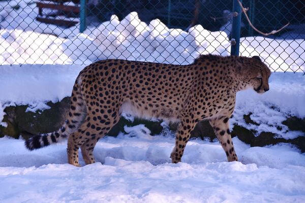 Снег и ниске температуре очигледно не сметају гепарду у Бео зоо врту  - Sputnik Србија