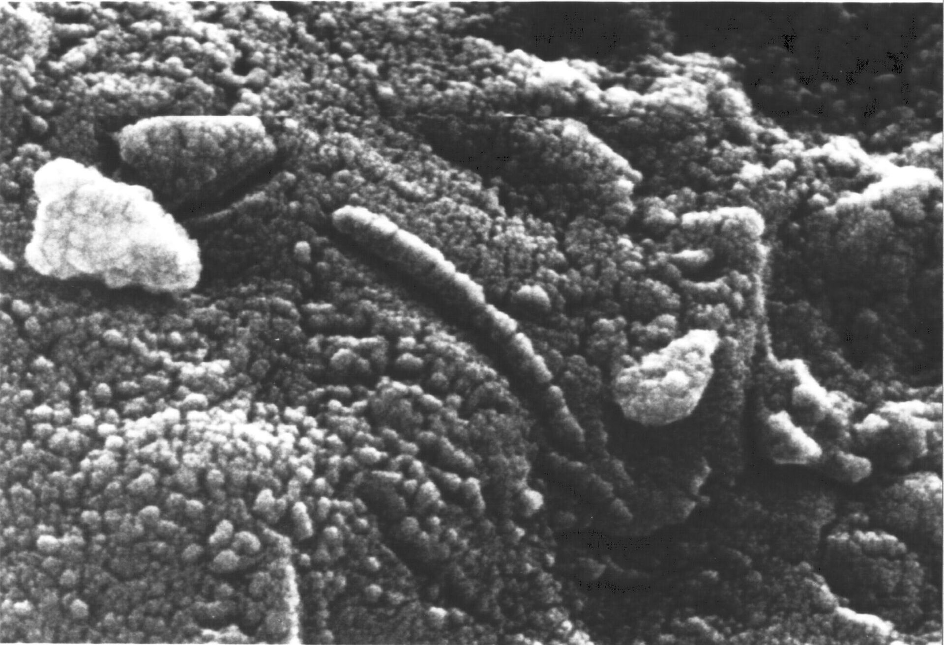 Elektronska mikroskopija otkrila je lančane strukture koje podsećaju na žive organizme u fragmentu meteorita ALH84001 - Sputnik Srbija, 1920, 17.01.2022
