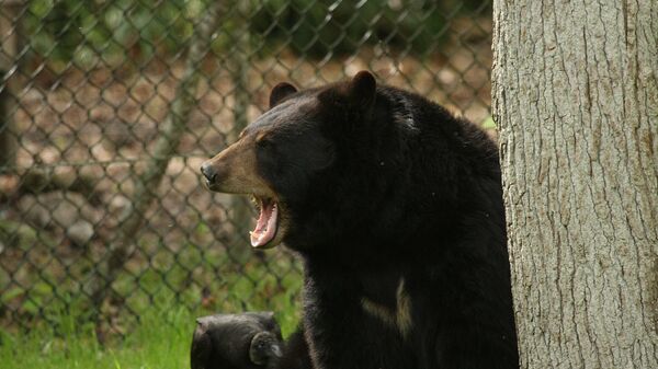 Флоридски црни медвед - Sputnik Србија
