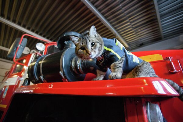 Mačak Semjon u vatrogasnoj jedinici u Tjumenskoj oblasti Rusije. - Sputnik Srbija