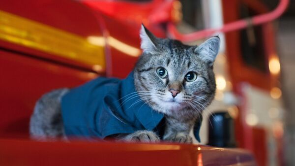 Авантуре мачка Теодоса: Заборављен у возу, пропутовао скоро целу Русију