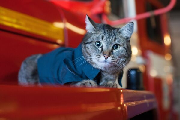 Mačak Semjon u vatrogasnoj jedinici u Tjumenskoj oblasti Rusije. - Sputnik Srbija
