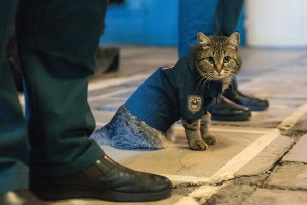 Mačak Semjon u stroju u vatrogasnoj jedinici u Tjumenskoj oblasti Rusije. - Sputnik Srbija