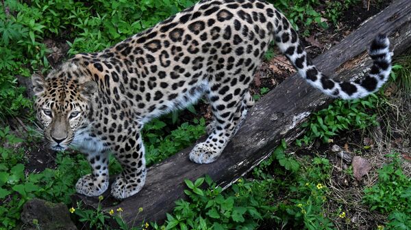 Amurski leopard - Sputnik Srbija