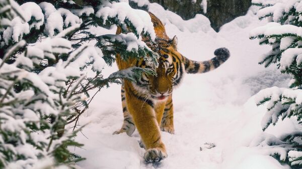 Тигар у зоолошком врту у Санкт Петербургу - Sputnik Србија