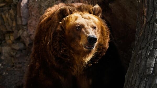 Мрки медвед - Sputnik Србија