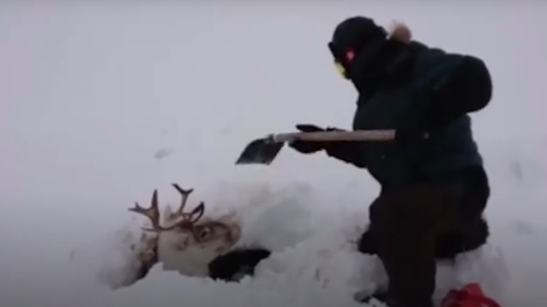 Спасавање јелена из снега - Sputnik Србија