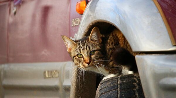 Мачка на точку аутомобила - Sputnik Србија