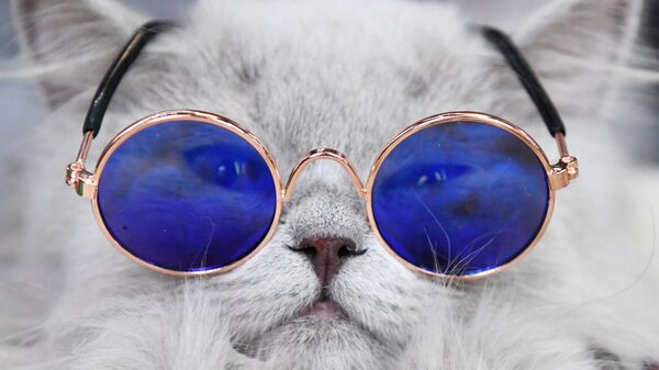 Kot w okularach  - Sputnik Србија