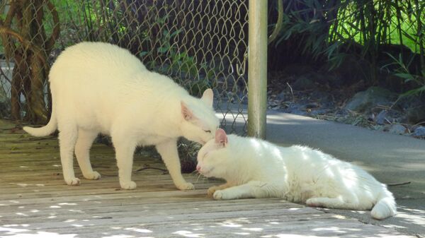 Беле мачке - Sputnik Србија