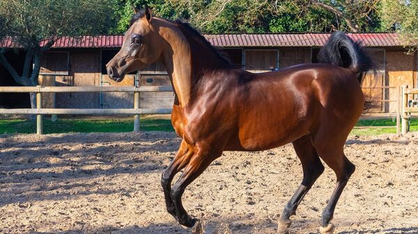 Чистокрвни арапски коњ - Sputnik Србија