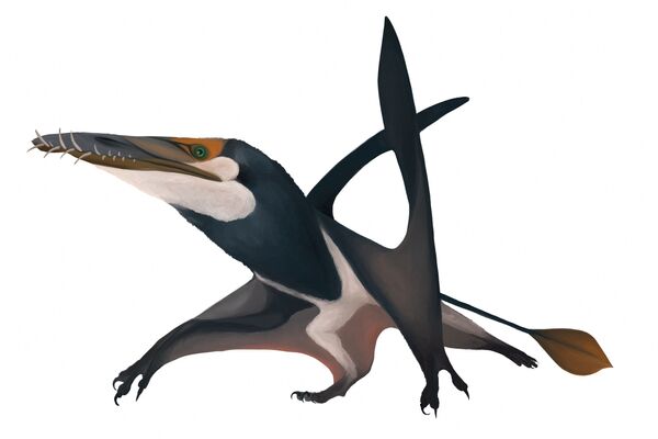 Leteći reptil ili pterosaurus iz perioda jure. - Sputnik Srbija