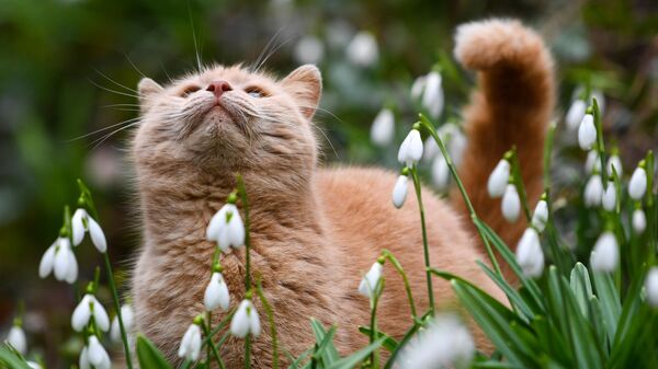 Mačka među cvećem u Nikitskoj botaničkoj bašti na Krimu - Sputnik Srbija