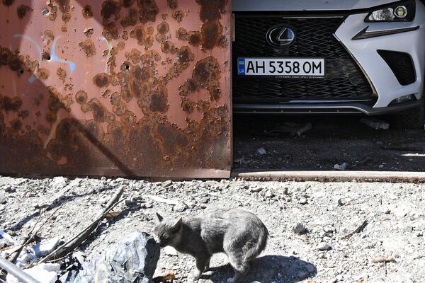 Mačka u dvorištu stambene zgrade uništene u granatiranju u Marijupolju. - Sputnik Srbija
