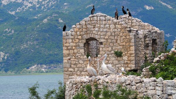 Ptice na Skadarskom jezeru u Crnoj Gori - Sputnik Srbija