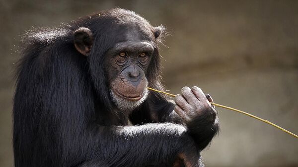 Šimpanza - Sputnik Srbija