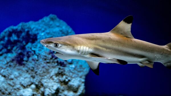 Ајкулица у акваријуму - Sputnik Србија