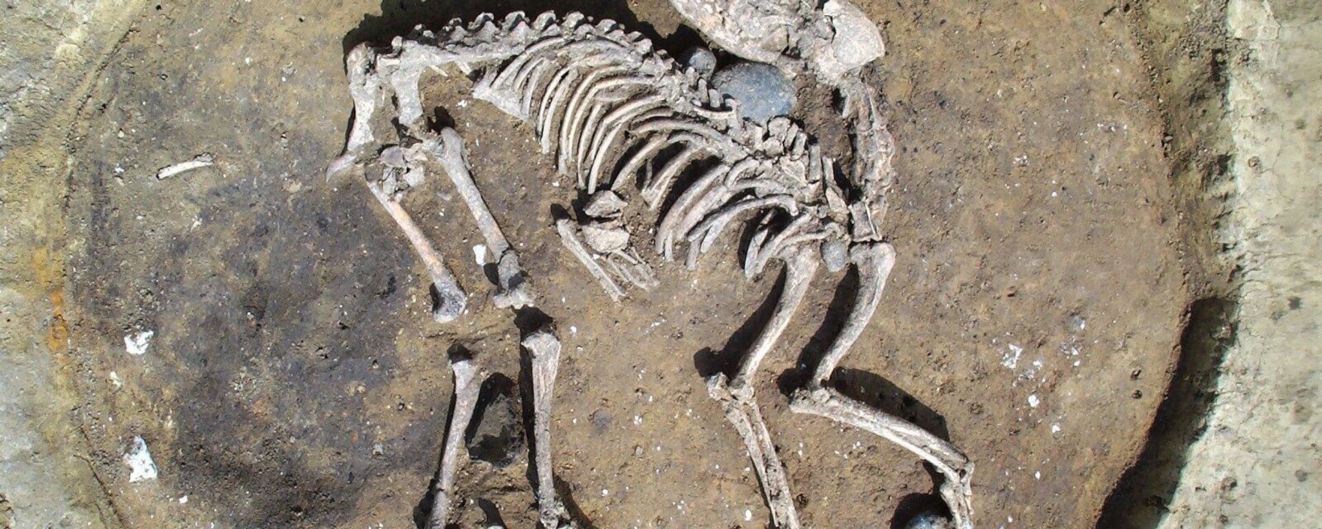 Скелет пса ископан у Енглеској - Sputnik Србија, 1920, 11.06.2022