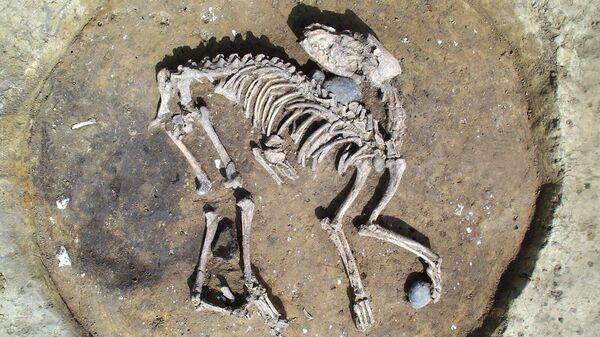 Скелет пса ископан у Енглеској - Sputnik Србија