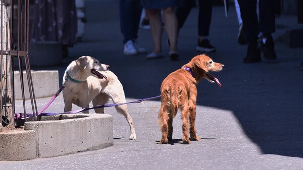 Бразил уводи заједничко старатељство над животињама за разведене парове
