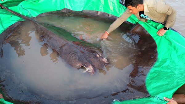У реци Меконг, у Камбоџи, уловљена 300 килограма тешка ража. - Sputnik Србија